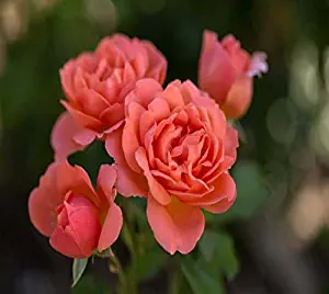 Sweet Fragrance Easy Elegance Rose - Live Plant - 4" JumpStarts Plug