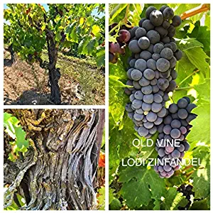 50 Pounds - Ultra Premium Zinfandel Grapes - California, Lodi AVA - WineGrapesDirect - Frozen Grape Must for Winemaking