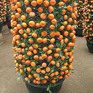 Mandarin Orange Dwarf Seeds Indoors Outdoors Fruit Tree Seeds 30pcs+ A01