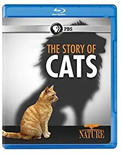 The Story of Cats